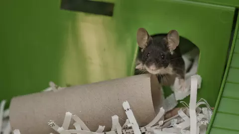 A black mouse peers out of their hideaway, next to a toilet roll inner tube.